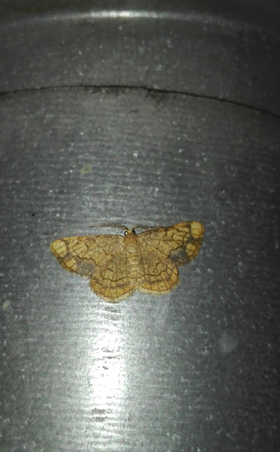 Stegania dilectaria - fehérnyár-araszoló