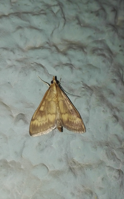 Ostrinia nubilalis - kukoricamoly