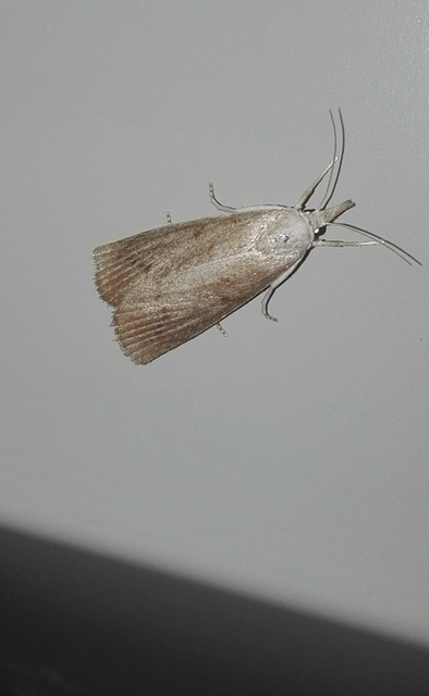 Calamotropha paludella - barna nádlevélmoly