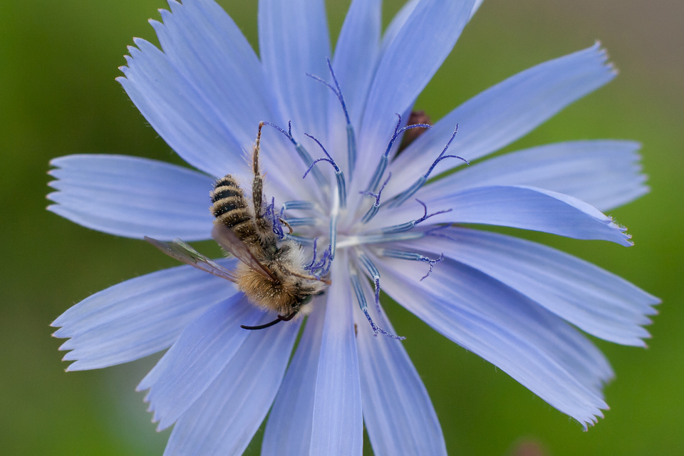 Apidae - méhfélék
