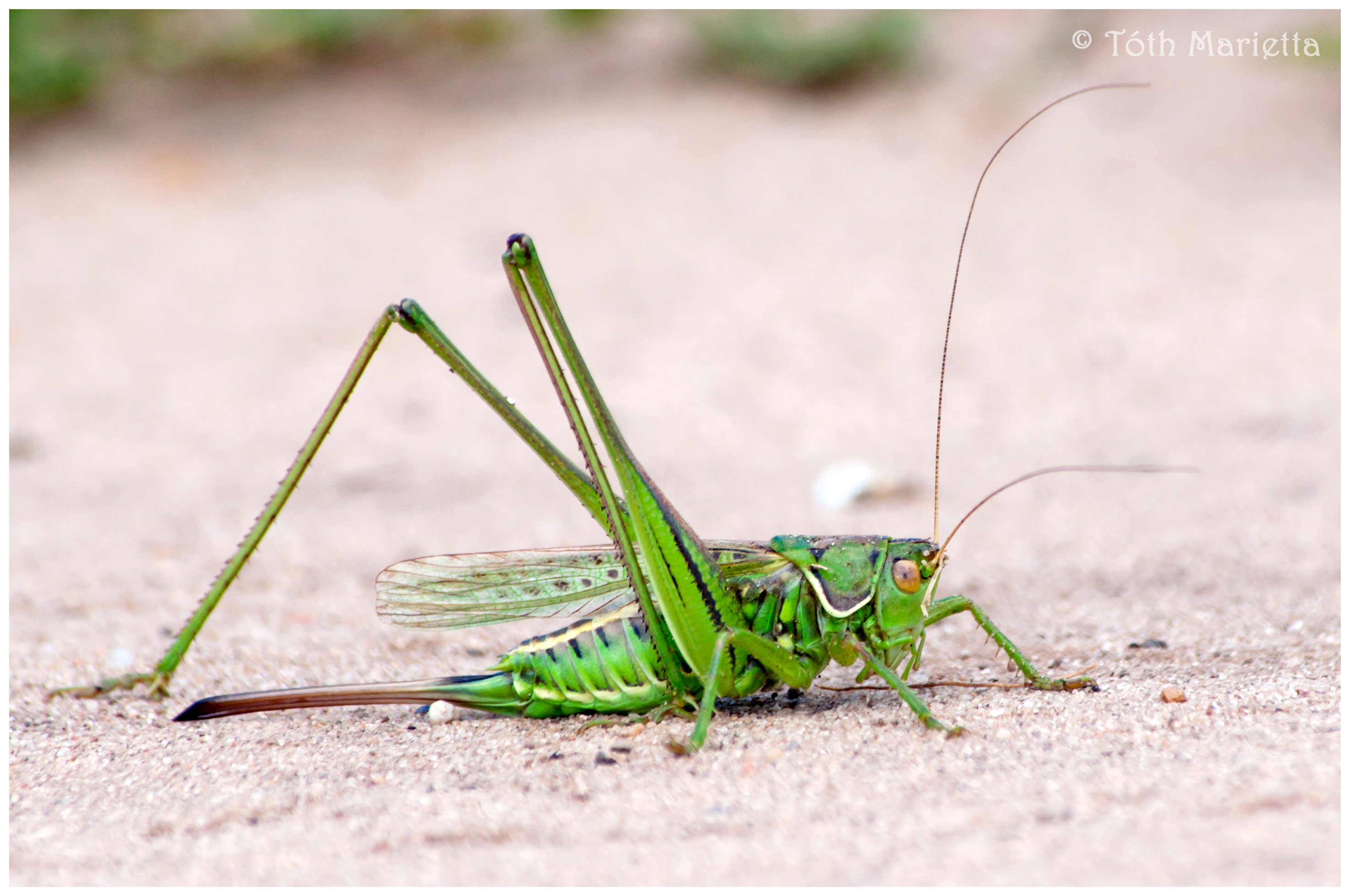Gampsocleis glabra - tőrös szöcske