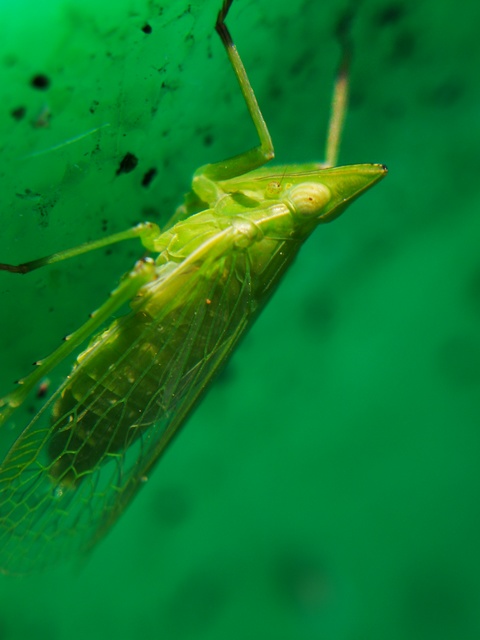 Dictyophara europaea