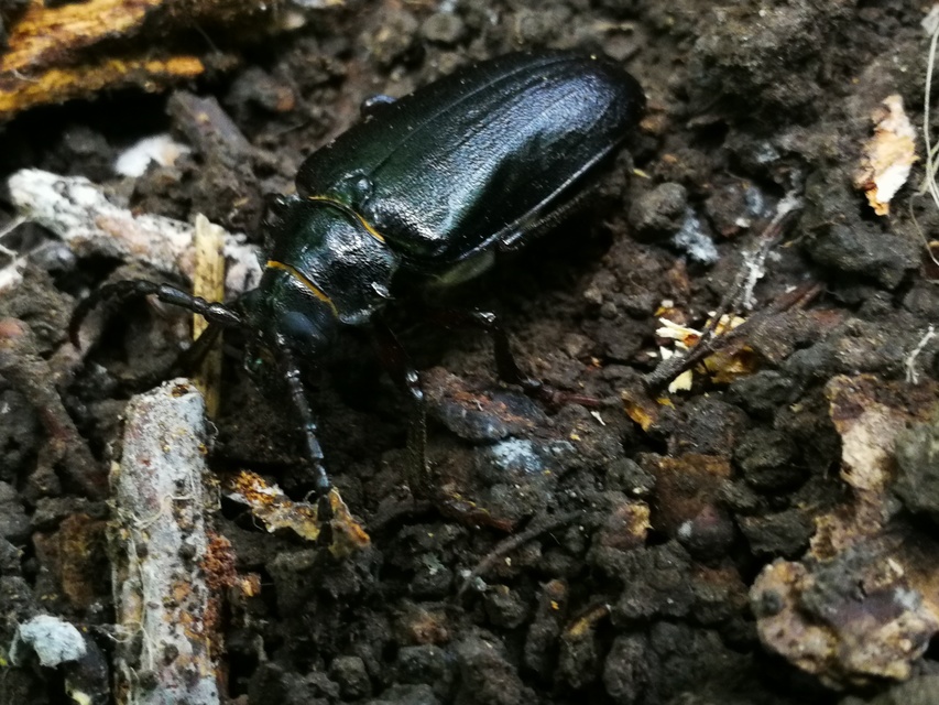 Prionus coriarius - csőszcincér