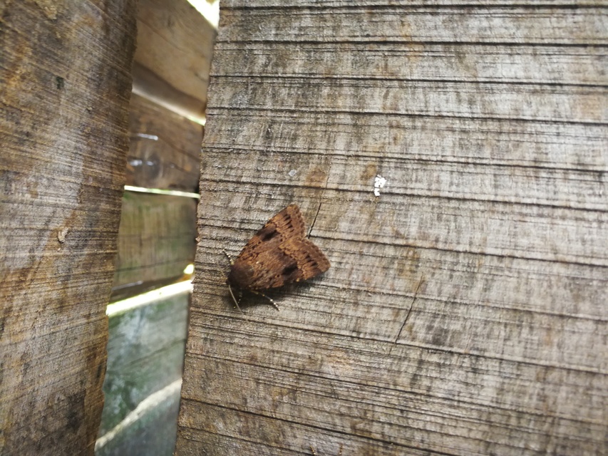 Amphipyra berbera/pyramidea