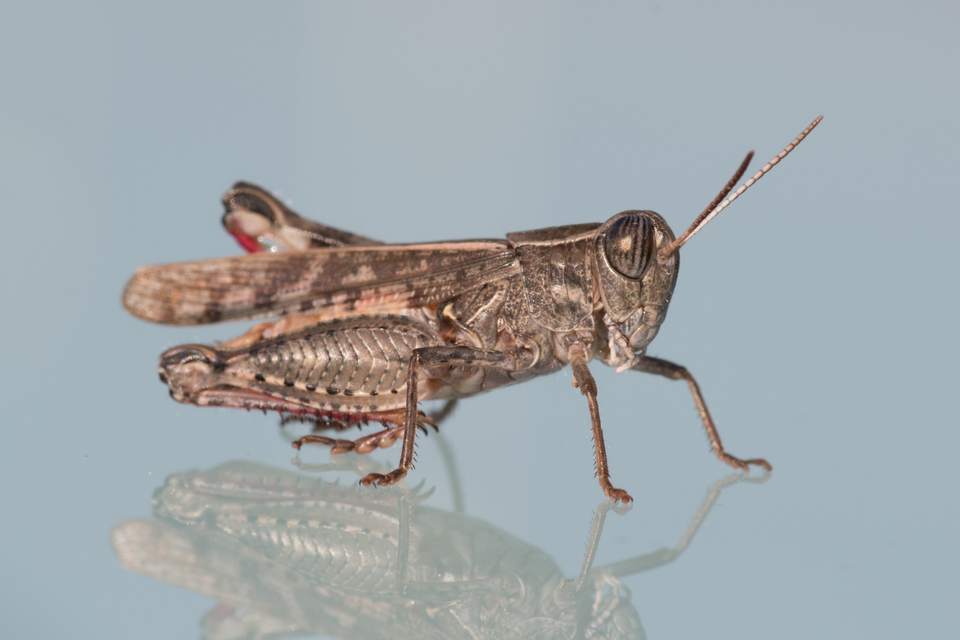Calliptamus italicus - olaszsáska