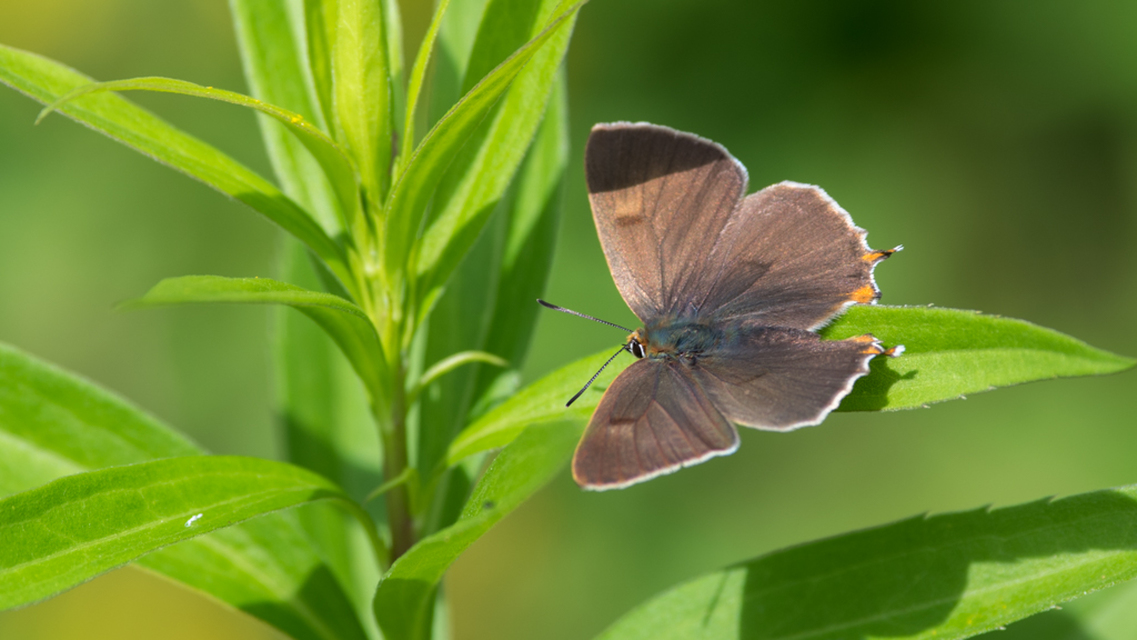 Thecla betulae - nyírfalepke