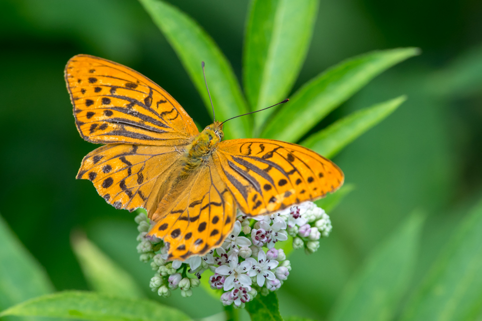 Argynnis paphia - nagy gyöngyházlepke