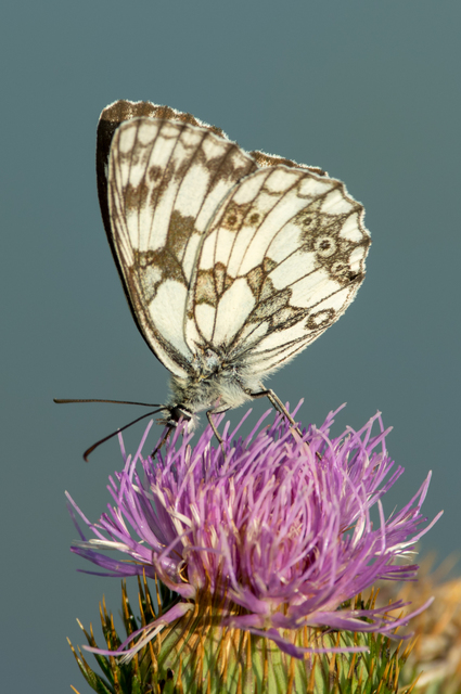Melanargia galathea - sakktáblalepke