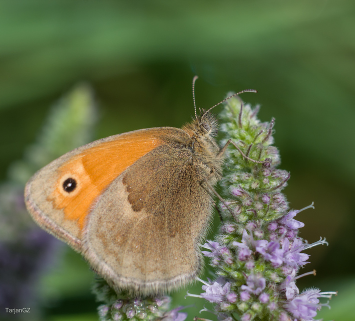 Coenonympha pamphilus - kis szénalepke