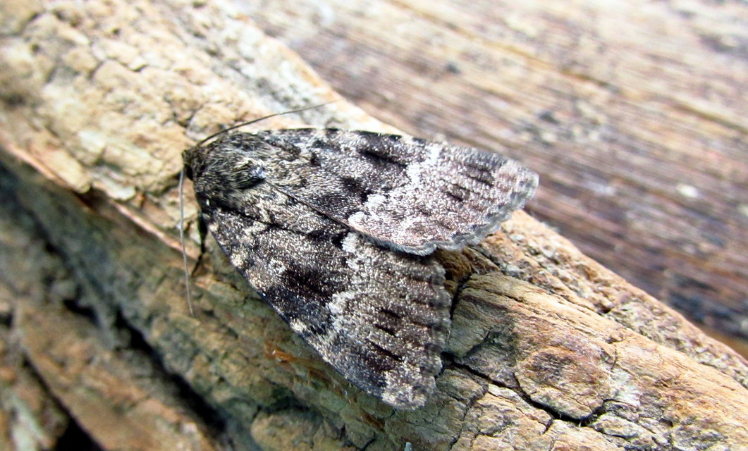 Amphipyra berbera/pyramidea