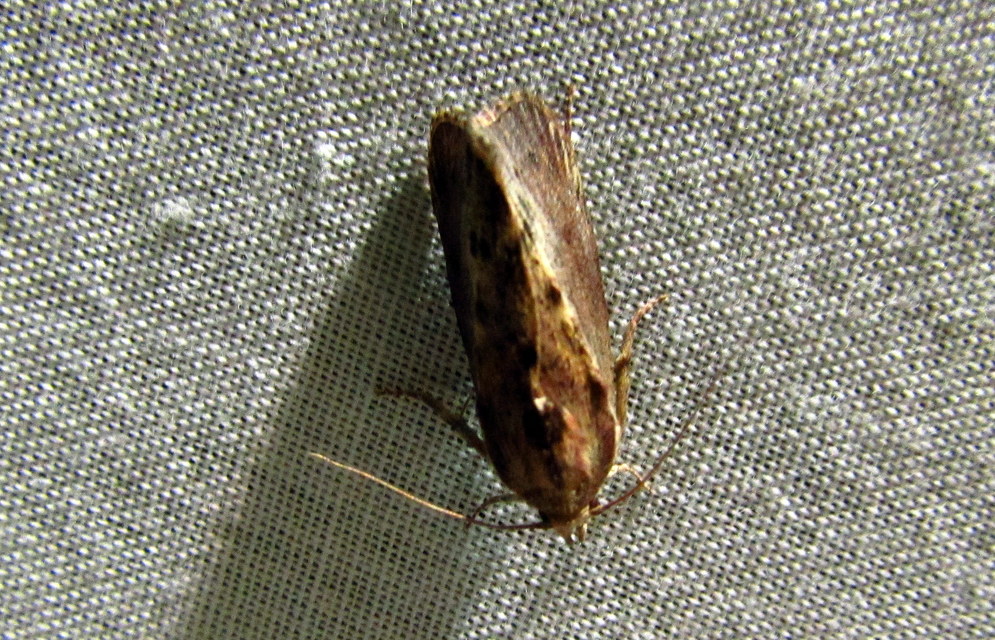 Galleria mellonella - nagy viaszmoly