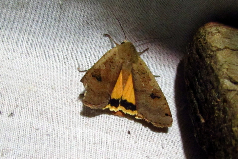 Noctua pronuba - nagy sárgafűbagoly