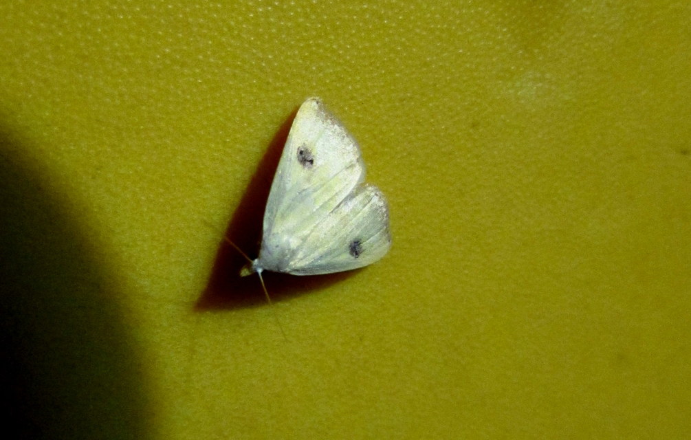 Rivula sericealis - selymes lórombagoly