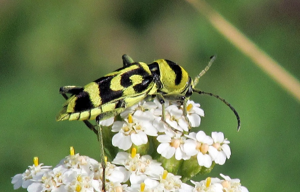 Chlorophorus varius - díszes darázscincér