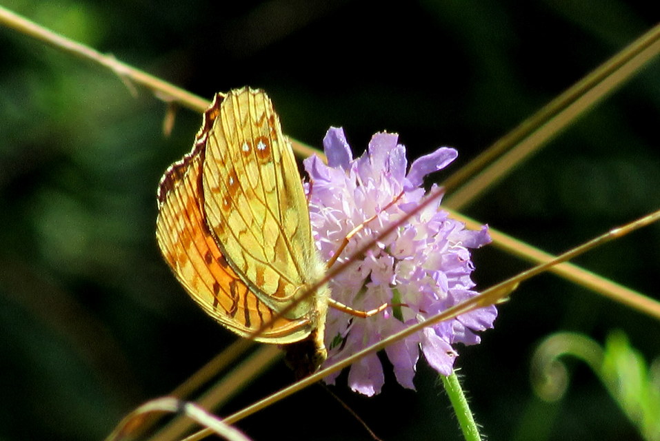 Argynnis adippe - ezüstös gyöngyházlepke