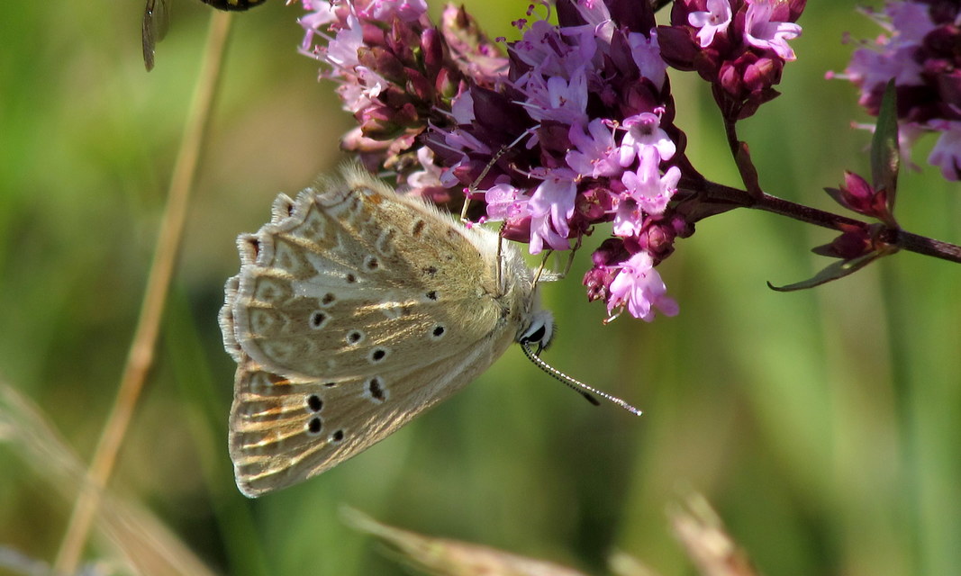 Polyommatus daphnis - csipkés boglárka