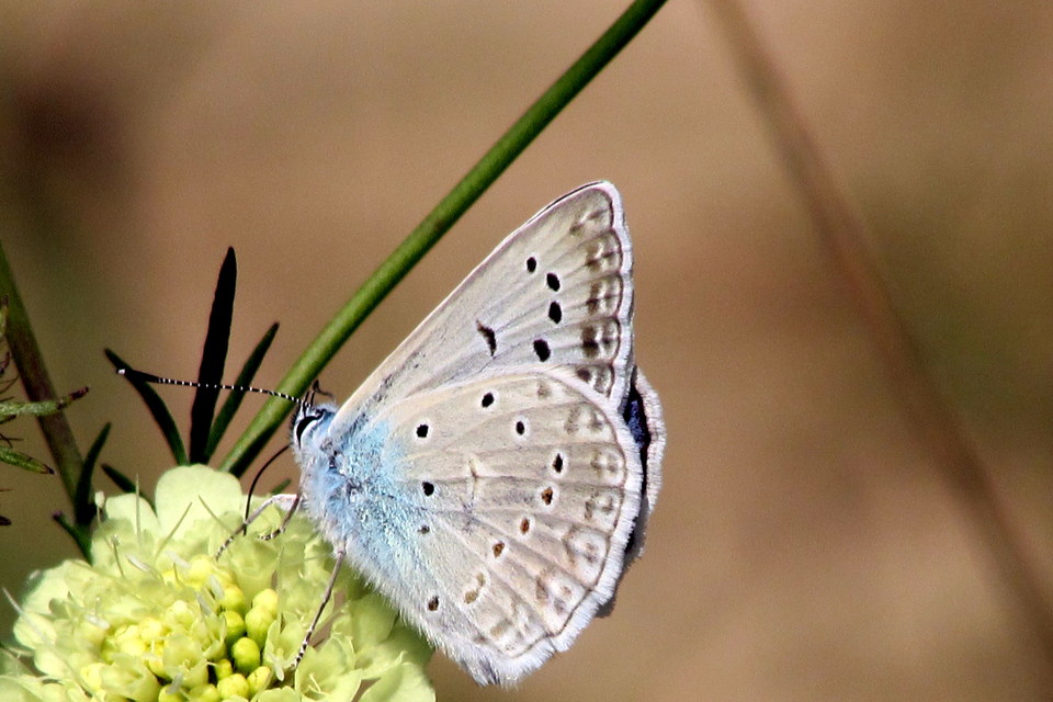 Polyommatus daphnis - csipkés boglárka