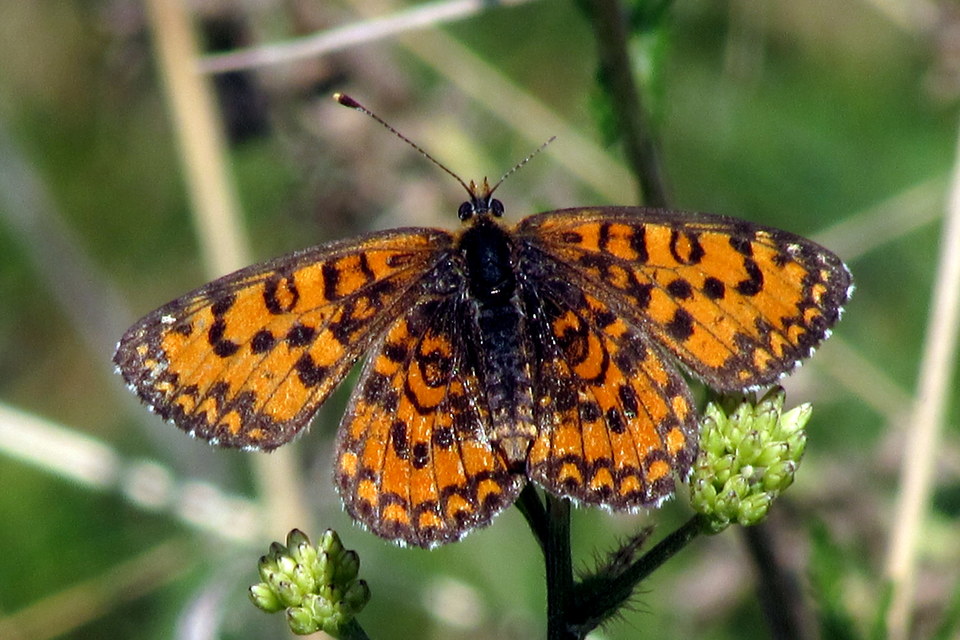 Melitaea trivia - kis tarkalepke
