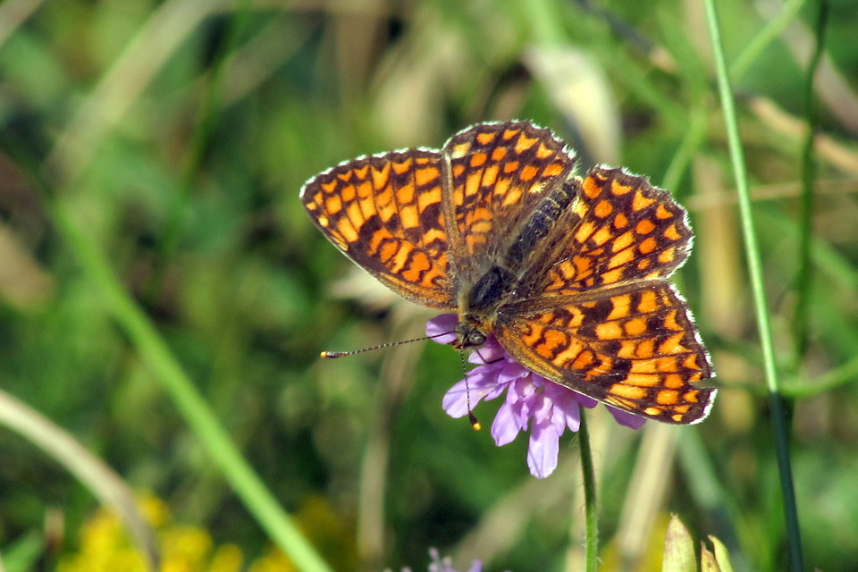 Melitaea phoebe - nagy tarkalepke