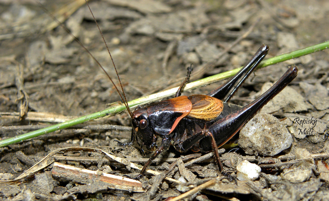 Pholidoptera aptera - nagy avarszöcske
