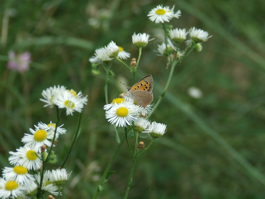 Lycaena phlaeas - közönséges tűzlepke
