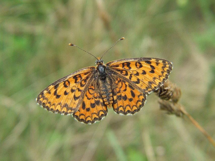 Melitaea trivia - kis tarkalepke