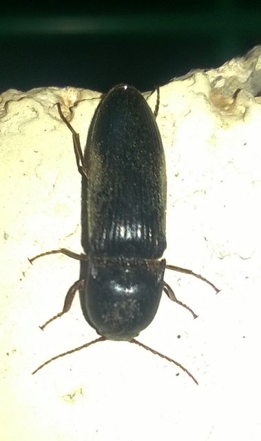 Melanotus crassicollis - vállas gyászpattanó