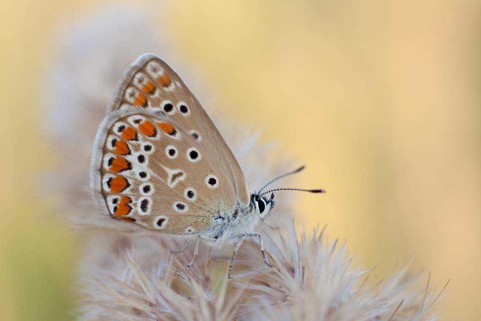 Polyommatus icarus - közönséges boglárka