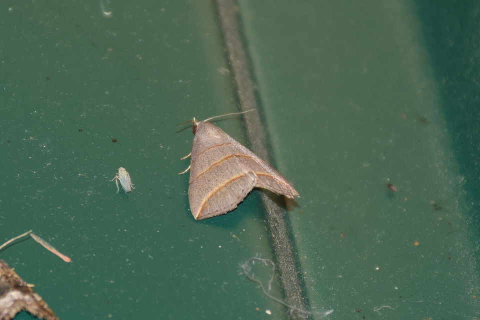 Colobochyla salicalis - háromsávos törpebagoly