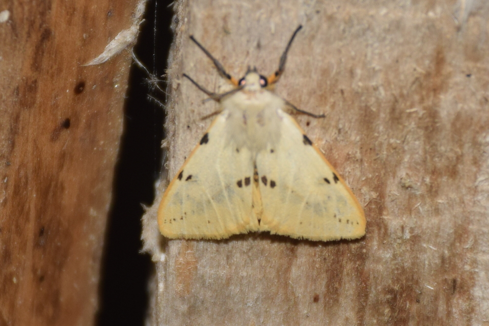 Spilarctia lutea - sárgás medvelepke