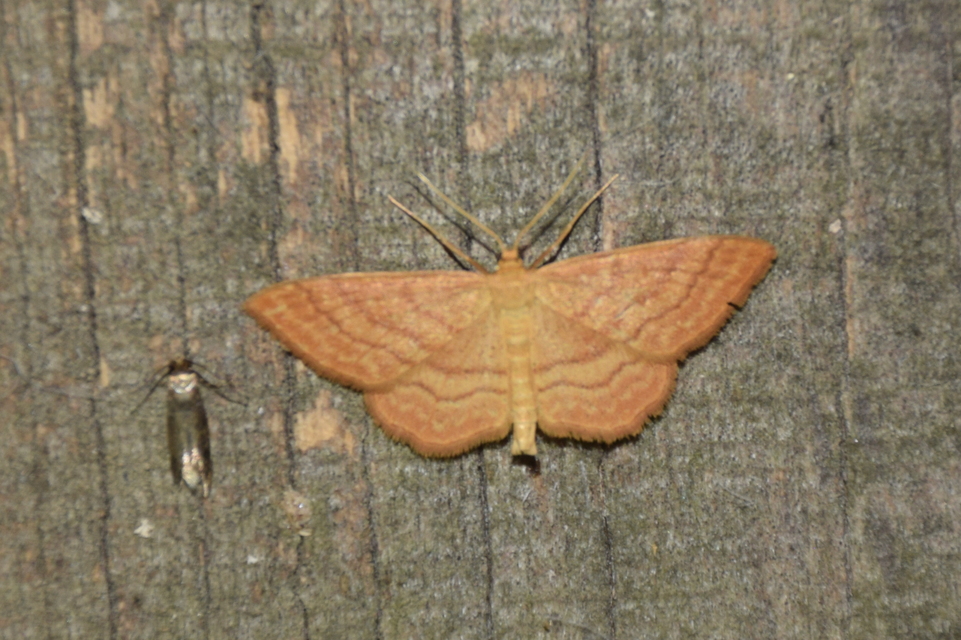 Idaea ochrata - okkerszínű sávosaraszoló