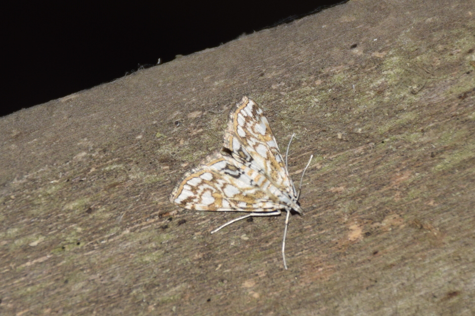 Elophila nymphaeata - tarka vízimoly
