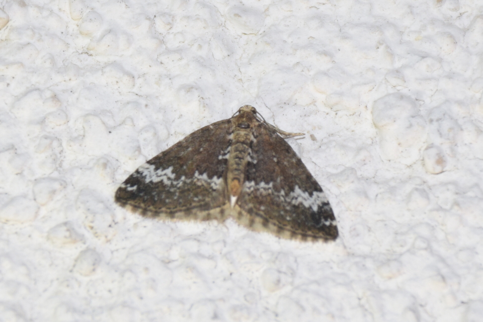 Perizoma alchemillata - árvacsalán-araszoló