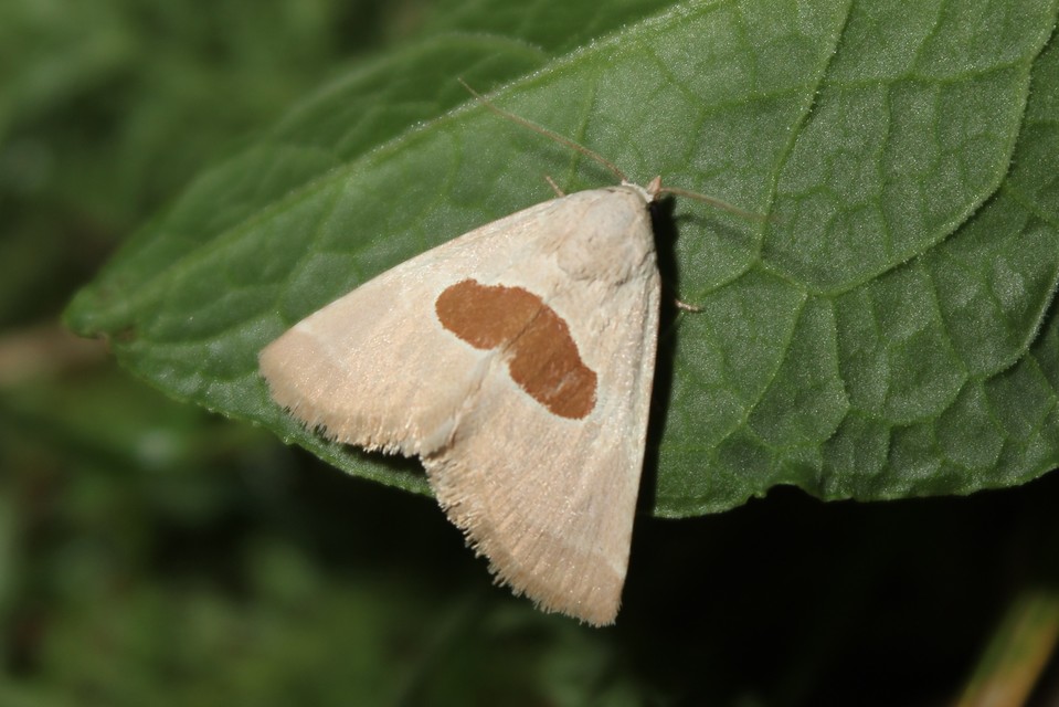 Calymma communimacula - pajzstetűfaló bagoly
