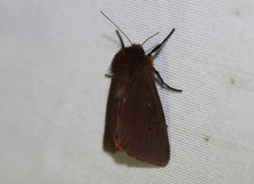 Phragmatobia fuliginosa - füstös medvelepke