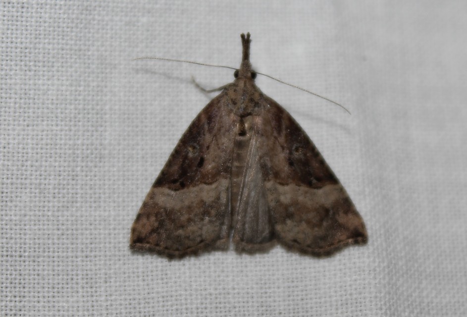 Hypena rostralis - közönséges karcsúbagoly