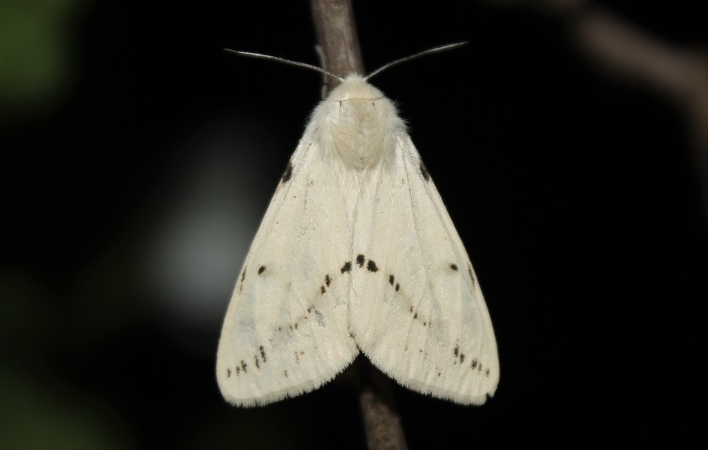Spilarctia lutea - sárgás medvelepke