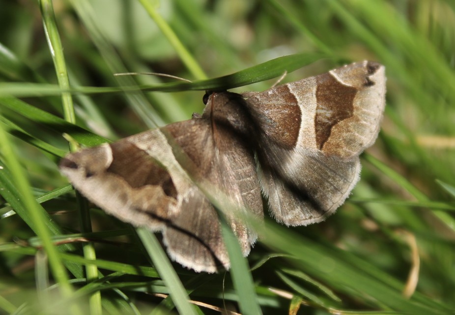 Dysgonia algira - déli porcelánbagoly