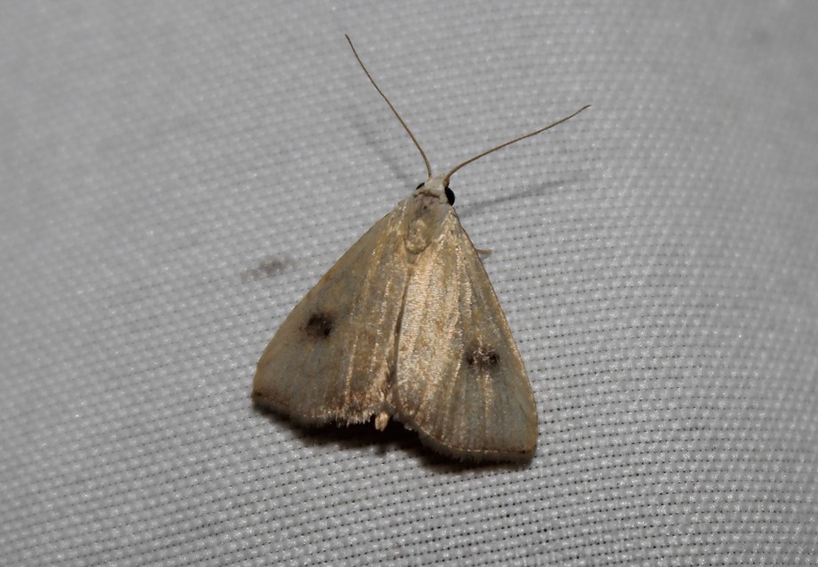 Rivula sericealis - selymes lórombagoly
