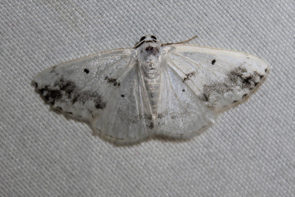 Lomographa temerata - foltos fehéraraszoló