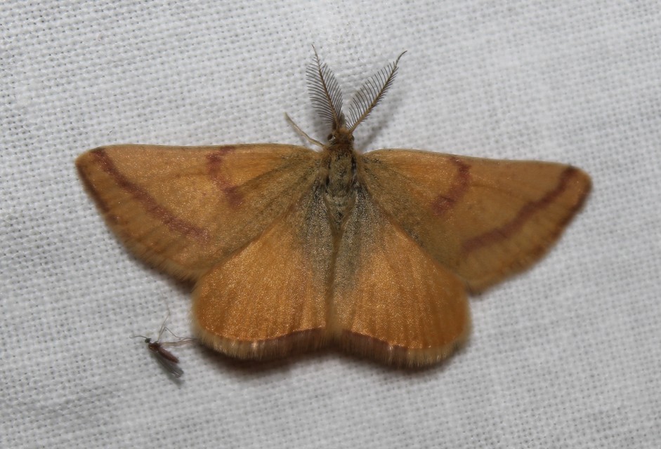 Lythria purpuraria - bíborsávos araszoló
