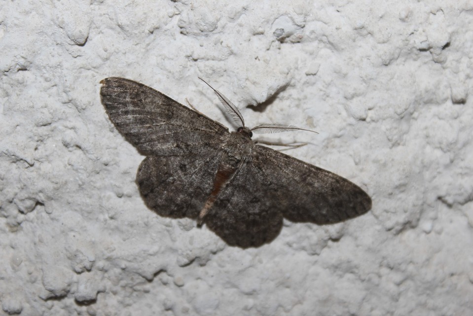 Hypomecis punctinalis - pettyes faaraszoló