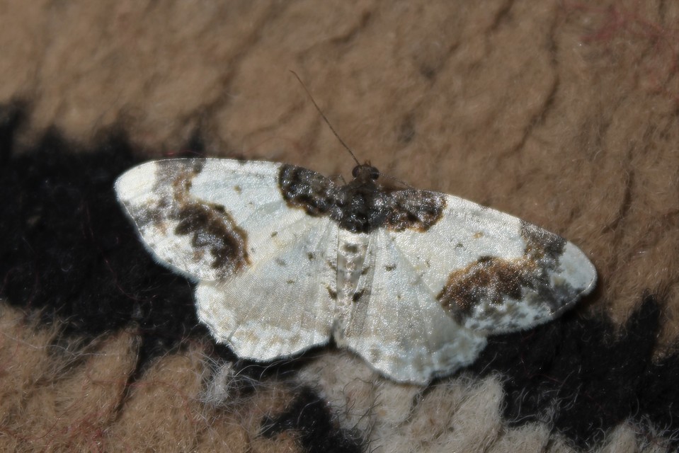 Ligdia adustata - barna levélaraszoló