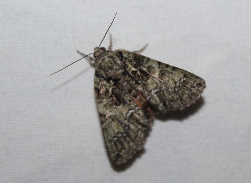 Polyphaenis sericata - selyemfényű erdeibagoly
