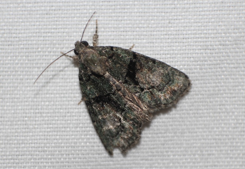 Cryphia algae - sárgászöld zuzmóbagoly