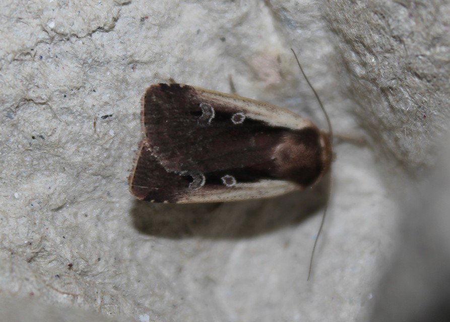 Ochropleura plecta - fehérszegélyű fűbagoly