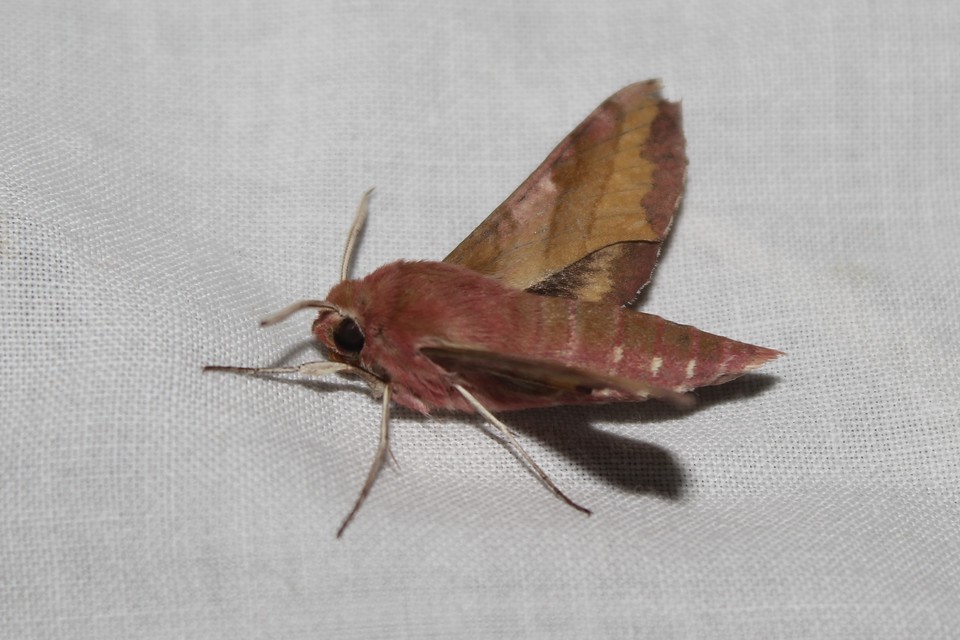 Deilephila porcellus - piros szender