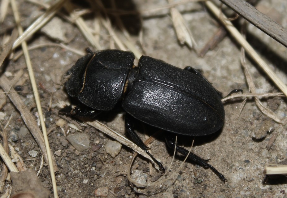 Dorcus parallelipipedus - kis szarvasbogár