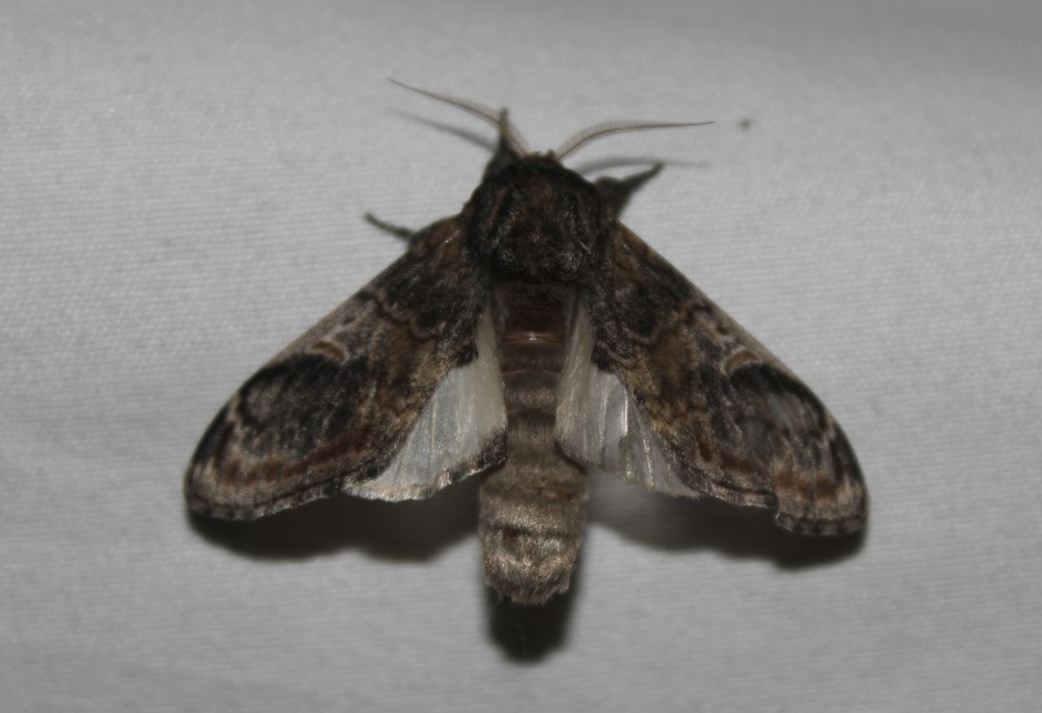 Notodonta tritophus - tarajos púposszövő