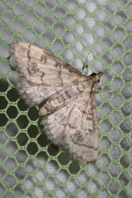 Metasia ophialis - kígyósávos tűzmoly